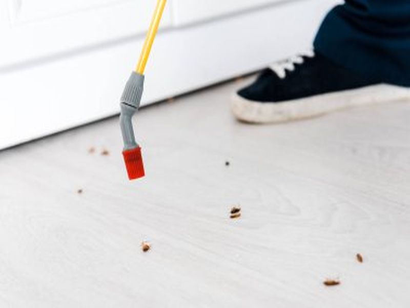 Pest Control Sydney: Tips for Preventing Pest Infestations in Offices